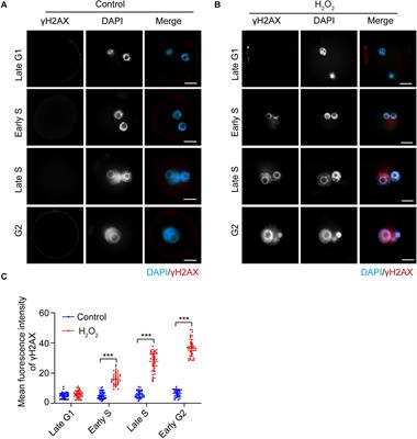 AMPK Activity Contributes to G2 Arrest and DNA Damage Decrease via p53/p21 Pathways in Oxidatively Damaged Mouse Zygotes